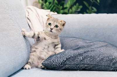 adorable-animal-cat-2194261.jpg