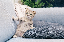 adorable-animal-cat-2194261.jpg