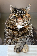 adorable-angry-animal-208984.jpg