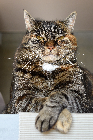 image-size-test